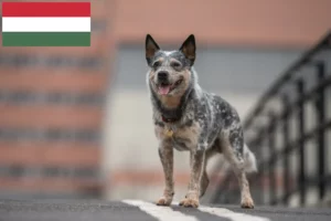 Lire la suite à propos de l’article Éleveurs de chiens de race Australian Cattle Dog et chiots en Hongrie