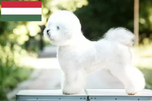 Lire la suite à propos de l’article Éleveurs de Bichon Frisé et chiots en Hongrie