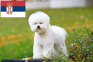 Lire la suite à propos de l’article Éleveurs de Bichon Frisé et chiots en Serbie