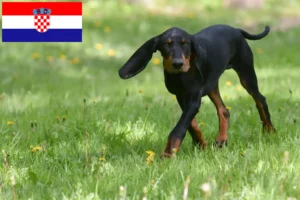 Lire la suite à propos de l’article Black and Tan Coonhound éleveurs et chiots en Croatie