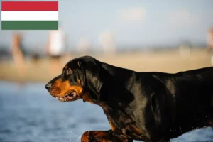 Lire la suite à propos de l’article Black and Tan Coonhound éleveurs et chiots en Hongrie