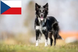 Lire la suite à propos de l’article Éleveurs de Border Collie et chiots en République tchèque