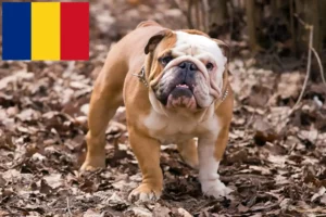 Lire la suite à propos de l’article Bouledogue anglais éleveurs et chiots en Roumanie