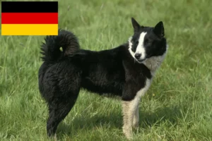 Lire la suite à propos de l’article Chien d’ours carélien éleveurs et chiots en Allemagne