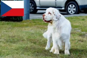 Lire la suite à propos de l’article Éleveurs de Clumber Spaniel et chiots en République tchèque