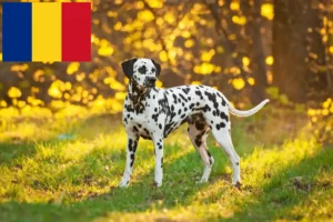 Lire la suite à propos de l’article Éleveurs de dalmatiens et chiots en Roumanie