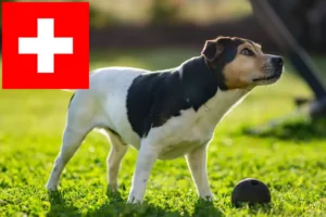 Lire la suite à propos de l’article Danish-Swedish Farmdog éleveurs et chiots en Suisse