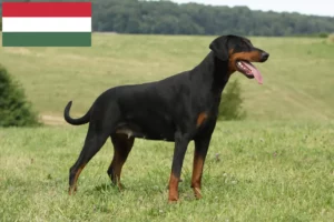 Lire la suite à propos de l’article Dobermann éleveurs et chiots en Hongrie