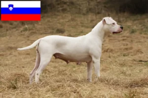 Lire la suite à propos de l’article Dogo Argentino éleveurs et chiots en Slovénie