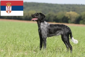 Lire la suite à propos de l’article Éleveurs d’Epagneul Breton et chiots en Serbie