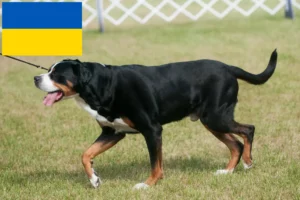 Lire la suite à propos de l’article Grand bouvier suisse éleveur et chiots en Ukraine