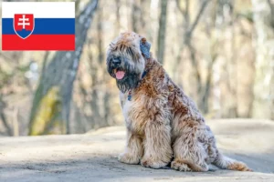 Lire la suite à propos de l’article Irish Soft Coated Wheaten Terrier éleveurs et chiots en Slovaquie