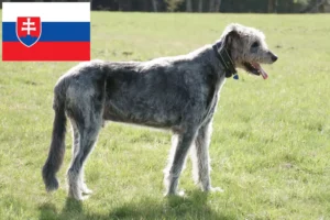 Lire la suite à propos de l’article Éleveurs d’Irish Wolfhounds et chiots en Slovaquie