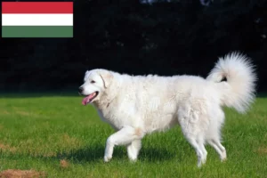 Lire la suite à propos de l’article Éleveurs de Kuvasz et chiots en Hongrie