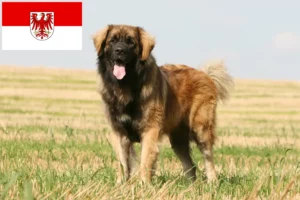 Lire la suite à propos de l’article Éleveurs de Leonberger et chiots dans le Brandebourg