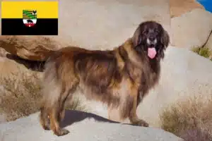 Lire la suite à propos de l’article Eleveurs de Leonberger et chiots en Saxe-Anhalt