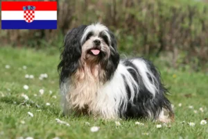 Lire la suite à propos de l’article Lhasa Apso éleveurs et chiots en Croatie