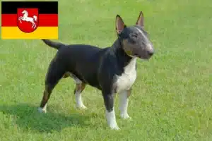 Lire la suite à propos de l’article Éleveurs de Miniature Bull Terrier et chiots en Basse-Saxe