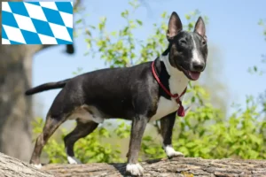 Lire la suite à propos de l’article Éleveurs de Miniature Bull Terrier et chiots en Bavière