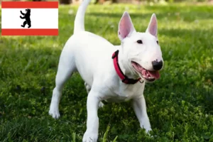 Lire la suite à propos de l’article Éleveurs de Miniature Bull Terrier et chiots à Berlin