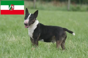 Lire la suite à propos de l’article Éleveurs de Miniature Bull Terrier et chiots en Rhénanie du Nord-Westphalie