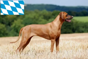 Lire la suite à propos de l’article Éleveurs de Rhodesian Ridgeback et chiots en Bavière