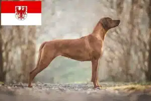 Lire la suite à propos de l’article Éleveurs de Rhodesian Ridgeback et chiots dans le Brandebourg