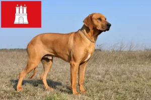 Lire la suite à propos de l’article Rhodesian Ridgeback éleveurs et chiots à Hambourg