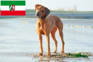 Lire la suite à propos de l’article Éleveurs de Rhodesian Ridgeback et chiots en Rhénanie-du-Nord-Westphalie