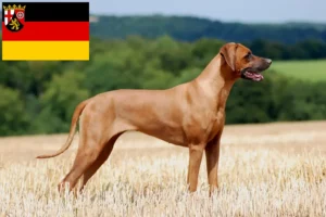 Lire la suite à propos de l’article Éleveurs de Rhodesian Ridgeback et chiots en Rhénanie-Palatinat