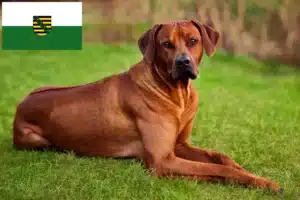 Lire la suite à propos de l’article Rhodesian Ridgeback éleveurs et chiots en Saxe