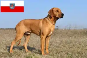 Lire la suite à propos de l’article Éleveurs de Rhodesian Ridgeback et chiots en Thuringe