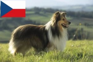 Lire la suite à propos de l’article Éleveurs de Sheltie et chiots en République tchèque