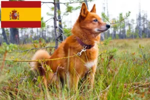 Lire la suite à propos de l’article Éleveurs de Finnois et chiots en Espagne