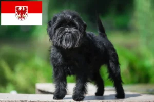 Lire la suite à propos de l’article Éleveurs d’Affenpinscher et chiots en Brandebourg