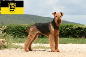 Lire la suite à propos de l’article Éleveurs d’Airedale Terrier et chiots en Baden-Württemberg