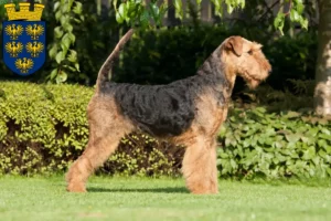 Lire la suite à propos de l’article Éleveurs d’Airedale Terrier et chiots en Basse-Autriche