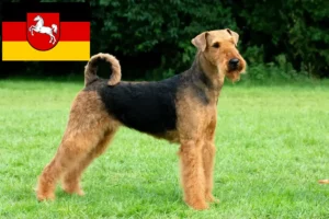 Lire la suite à propos de l’article Éleveurs d’Airedale Terrier et chiots en Basse-Saxe