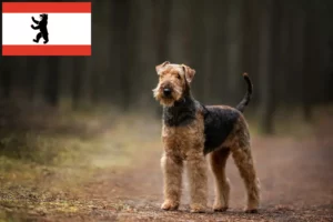 Lire la suite à propos de l’article Éleveurs d’Airedale Terrier et chiots à Berlin