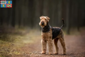 Lire la suite à propos de l’article Éleveurs d’Airedale Terrier et chiots en Bourgogne-Franche-Comté