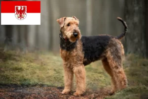 Lire la suite à propos de l’article Éleveurs d’Airedale Terrier et chiots dans le Brandebourg