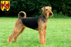 Lire la suite à propos de l’article Éleveurs d’Airedale Terrier et chiots dans le Burgenland