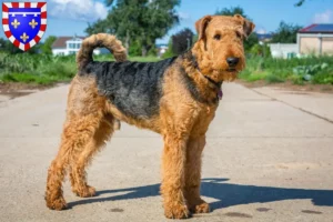 Lire la suite à propos de l’article Éleveurs d’Airedale Terrier et chiots en Centre-Val de Loire