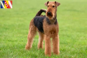 Lire la suite à propos de l’article Éleveurs d’Airedale Terrier et chiots en Grand Est