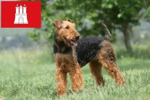 Lire la suite à propos de l’article Éleveurs d’Airedale Terrier et chiots à Hambourg