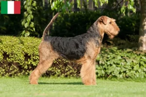 Lire la suite à propos de l’article Éleveurs d’Airedale Terrier et chiots en Italie