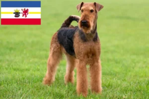 Lire la suite à propos de l’article Éleveurs d’Airedale Terrier et chiots dans le Mecklembourg-Poméranie occidentale