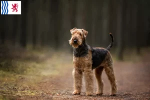 Lire la suite à propos de l’article Éleveurs d’Airedale Terrier et chiots en Nouvelle-Aquitaine