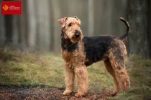 Lire la suite à propos de l’article Éleveurs d’Airedale Terrier et chiots en Occitanie