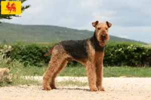 Lire la suite à propos de l’article Éleveurs d’Airedale Terrier et chiots en Région Wallonne